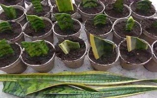 虎皮兰如何扦插,要选择健康的虎皮兰枝叶上的叶子