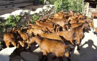 云南省的家畜与家禽地方品种，有六大名猪、名牛、名羊等