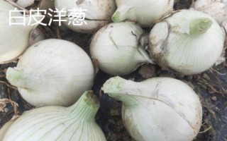 紫皮洋葱的产地，主产于山东、河南、云南等省份