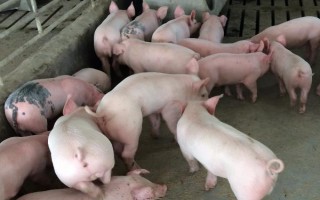 二元猪和三元猪有什么区别，三元猪生长速度更快