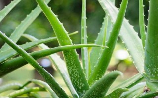 万年青能不能清除甲醛，可以吸附部分有毒物质但无法清除甲醛