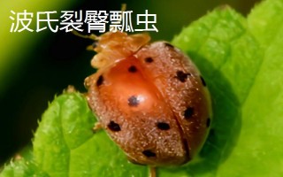 瓢虫益虫和害虫分类,害虫有二十八星瓢虫、波氏裂臀瓢虫等
