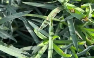 怎么预防康乃馨烂根，控制浇水量、让土壤保持透气有助于根系生长