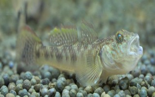 红腰虾虎鱼好不好养，难度不高新手也能尝试