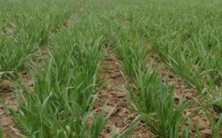 冬小麦返青期如何管理，要根据幼苗的生长情况来施肥