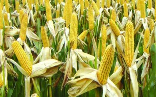 兴民3388玉米种子特点,亩适宜密度4000株左右