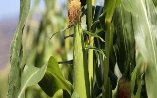 承单14号玉米种子特点，选择中等以上肥力地块种植