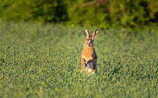 野兔多长时间换一个地方，只要没有危险便会经常在同一个地方活动