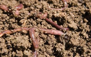 蚯蚓没有销路如何解决，卖给渔具店是不错的选择