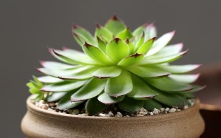 怎么养观音莲，冬季低于15℃时就需要采取保暖措施