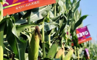 西南地区适合种植的玉米品种，常见的有鄂玉10号、强硕168等