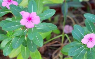 长春花剪枝种植方法,适合偏酸性的沙质土壤