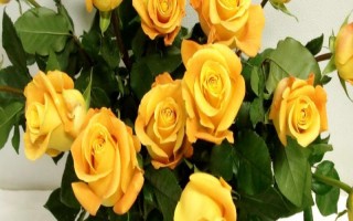 9朵黄玫瑰代表的意思，寓意天长地久、甜蜜爱情等