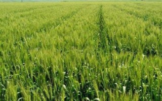 瑞晶麦8441小麦种子特点,每亩16-20万基本苗