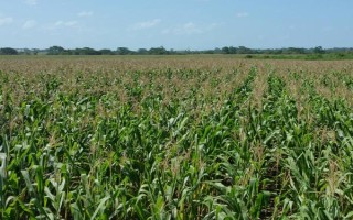 张玉9号玉米种子特征特性，播种深度5cm为宜