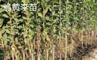 李子树苗批发价格,选择适合当地种植的品种