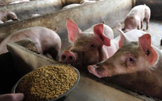 小型养猪场需要多少投资,大概需要2万元左右