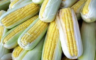 辰诺618玉米种子简介,出苗至成熟129天