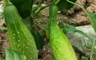 黄瓜有花无瓜的原因,可能是因为黄瓜只有雄蕊