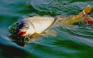 鲫鱼甩籽多久结束,甩籽一次需要3天的时间