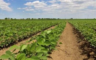 北汇豆1号大豆品种简介，选择中等肥力地块种植