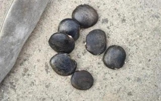 三角梅如何繁殖，可扦插也可高压繁殖