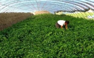 温室蔬菜覆膜禁忌,覆盖工业薄膜会对蔬菜产生毒害
