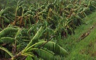 降低香蕉寒害的解决方案,可多施有机肥、钾肥