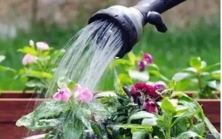 琼花的花语,寓意魅力无限、完美的爱情等
