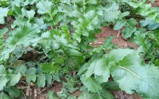 切了一半的萝卜被埋入土中能不能生长，表面的芽点较多埋入土壤可以生长