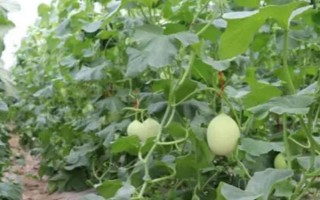 甜瓜的生长适宜温度，适宜温度为25-30°C左右