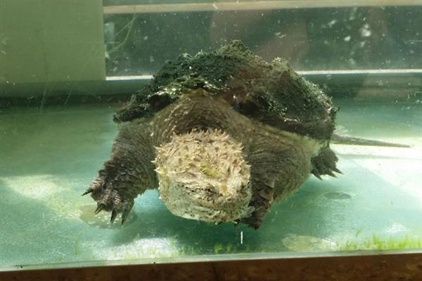 鳄龟的饲养方法，每隔7-10天消毒一次