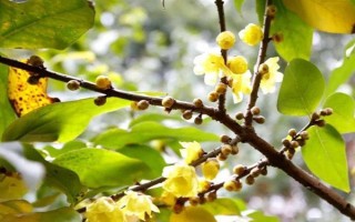 蜡梅的开花时间,11月中旬到第二年3月开花