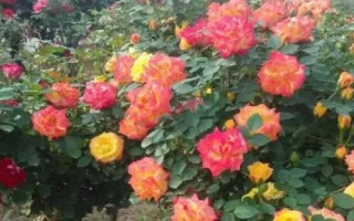 在哪里购买树状月季苗，苗木企业和花卉市场是适宜选择