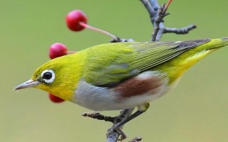 绣眼能每天吃苹果吗，没有必要每天都喂
