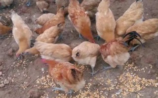 母鸡下蛋口在哪里，就是从泄殖腔出来的