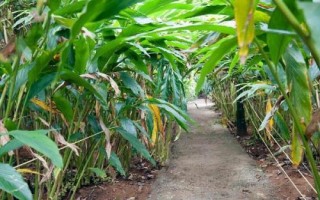 豆蔻的特点，是生活中常见的一种调料