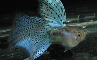 养孔雀鱼需要放盐吗，通常是不需要放盐的