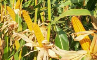 神农美玉88玉米品种简介,中抗小斑病