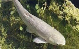 草鱼吃什么，可以吃狗尾草、芦苇、红虫等