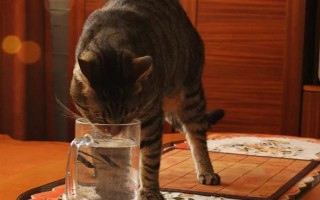 猫舔了碘伏的后果，可能出现食欲不振、精神萎靡、呕吐腹泻等症状