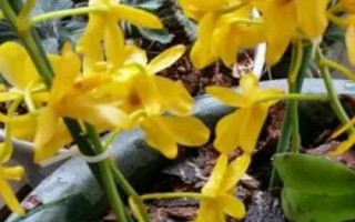 鼓槌石斛是什么植物，是多年生草本植物