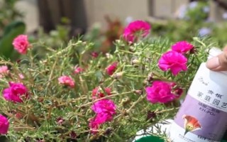 太阳花不开花的原因,可能是光照不足或缺少肥料所致