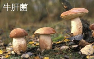 南方适合种植哪些菇类，竹荪、黑木耳、草菇等