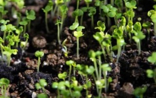油菜籽春天能种吗，春季适合种植油菜籽