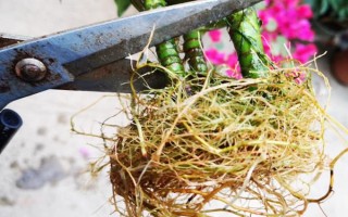 富贵竹的浇水方法，遵循不干不浇、浇则浇透的原则