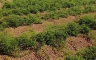 天冬的价格，大概在22-35元一斤