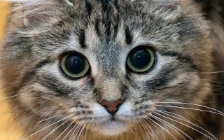 猫眼睛白天和黑夜有什么变化,白天瞳孔缩小夜晚瞳孔很大