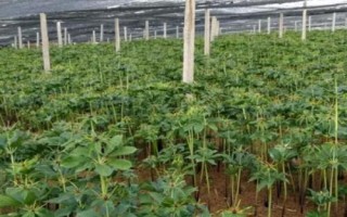 种植重楼的方法，浸种后拌上草木灰再播种