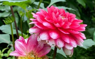 大丽花的开放时间，花期6-12月份